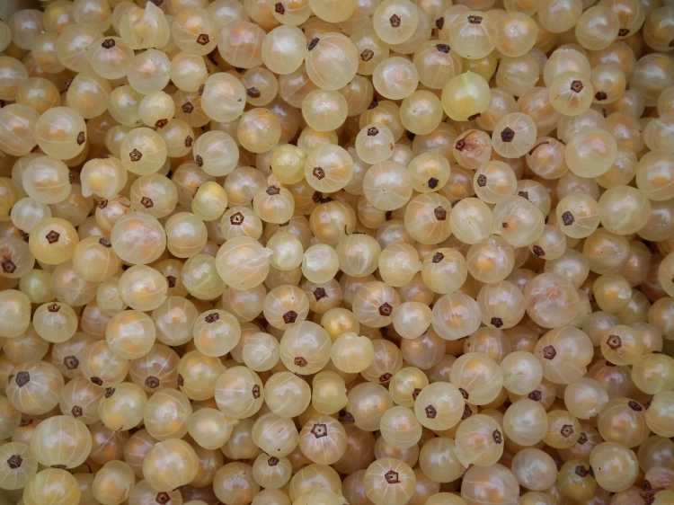 berries-193968_1920.jpg