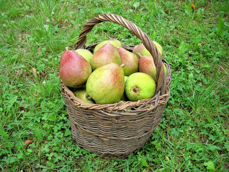 pears-493341_1920.jpg