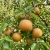 Gemini_Generated_Image_5ln8q85ln8q85ln8.jpeg