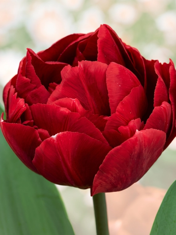 Tło folder inne (1667 x 2222 px) (1).png