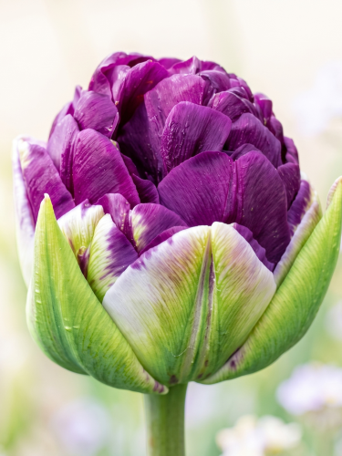 Tło folder inne (1667 x 2222 px) (1).png