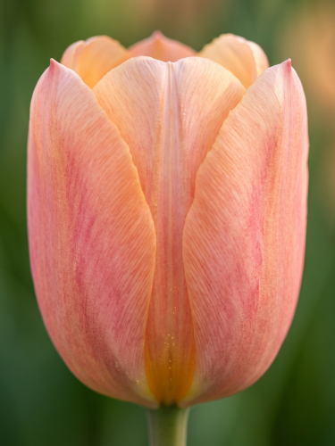 Tło folder inne (1667 x 2222 px) (1).png