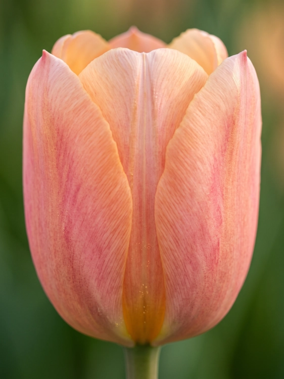 Tło folder inne (1667 x 2222 px) (1).png