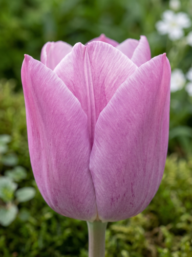 Tło folder inne (1667 x 2222 px) (1).png