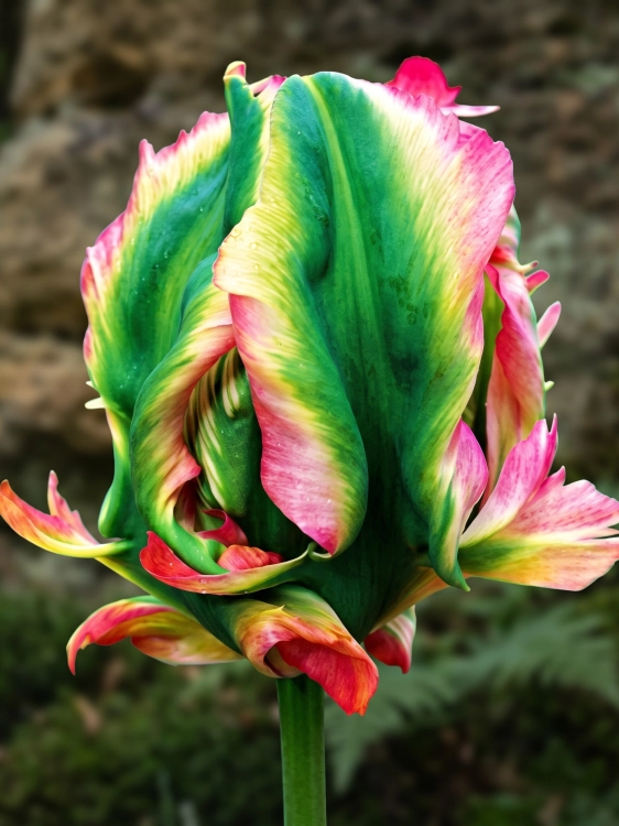 Tło folder inne (1667 x 2222 px) (1).png