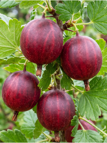 Tło folder inne (1667 x 2222 px) (1).png
