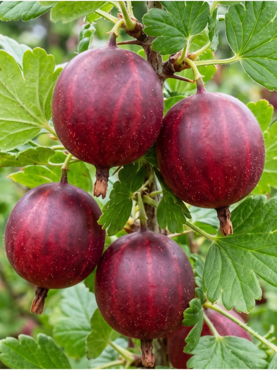 Tło folder inne (1667 x 2222 px) (1).png