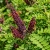 Gemini_Generated_Image_5p1ia35p1ia35p1i.jpeg