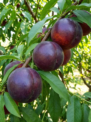Tło folder inne (1667 x 2222 px) (1).png