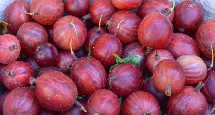 gooseberry-1534480_1920.jpg