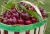 cherries-5259177_1920.jpg