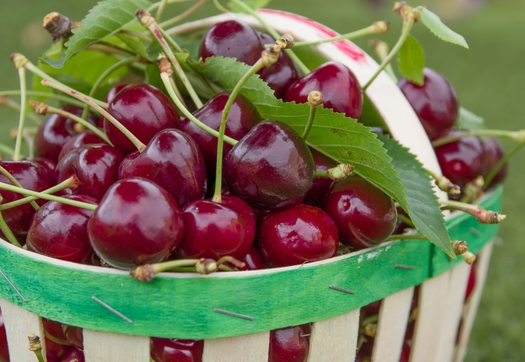 cherries-5259177_1920.jpg