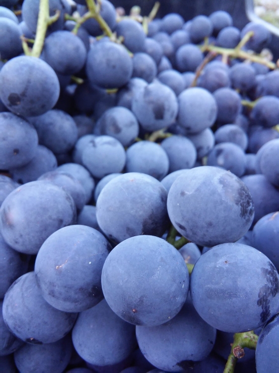 wine-3678041_1920.jpg