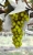 grape-3816519_1920.jpg