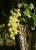grapes-4580941_1920.jpg