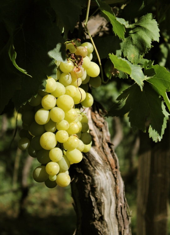grapes-4580941_1920.jpg