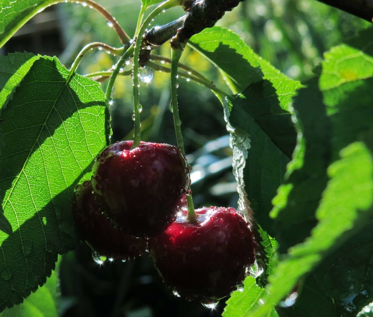 sweet-cherries-3489597_1920.jpg