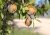 almonds-gf99acfafa_1920.jpg