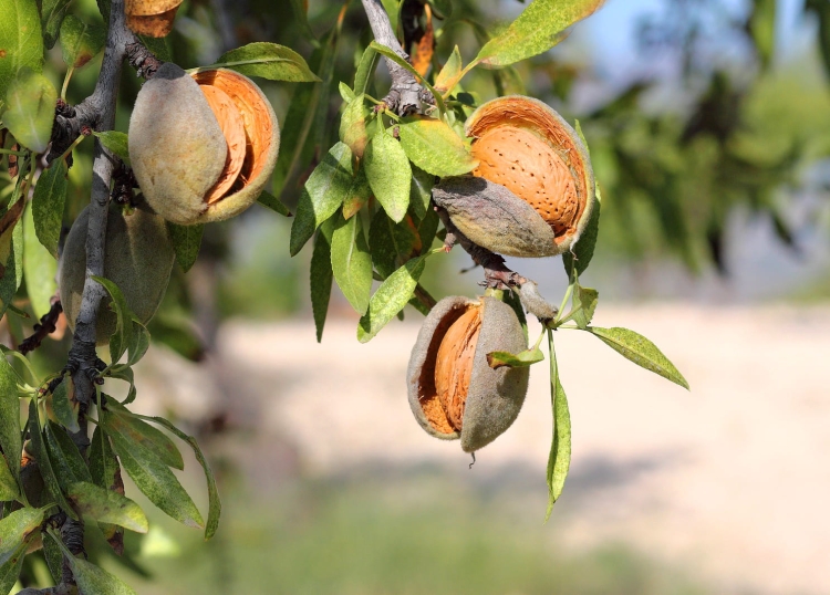 almonds-gf99acfafa_1920.jpg