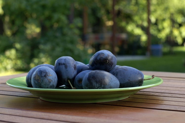 plums-1631792_1920.jpg