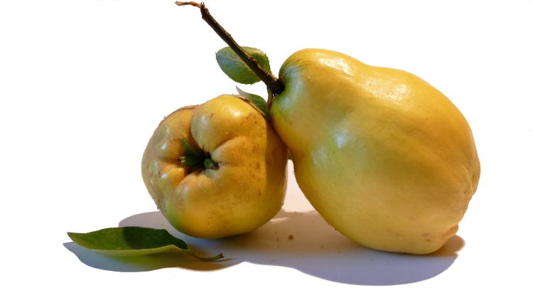 quince-g77e7f88ce_1920.jpg