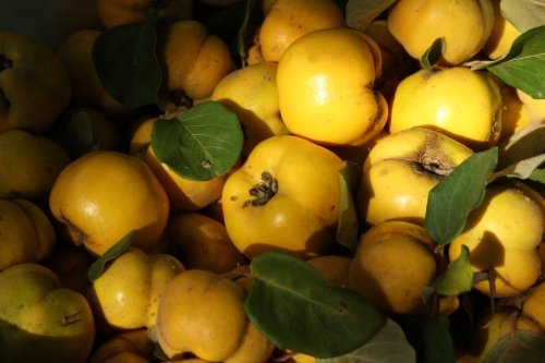 quince-g544b9cbe5_1920.jpg