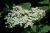 flowers-3703089_1920.jpg