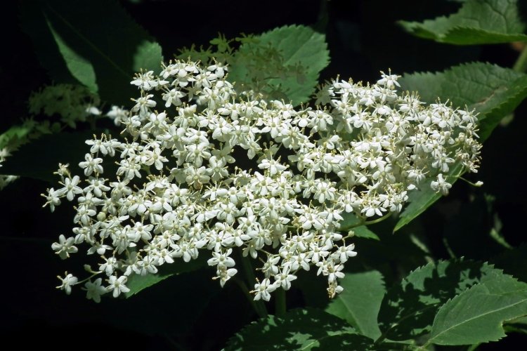 flowers-3703089_1920.jpg