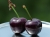 cherries-gd01ad8254_1920.jpg