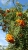 tree-1703114_1920.jpg