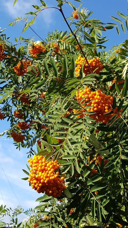 tree-1703114_1920.jpg