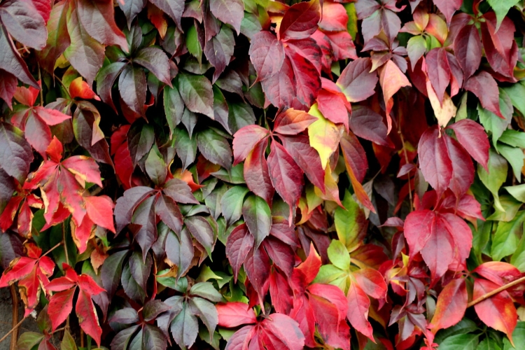 leaves-3750880_1920.jpg