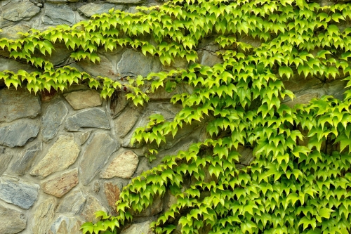 virginia-creeper-4229794_1920.jpg