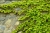 virginia-creeper-4229794_1920.jpg