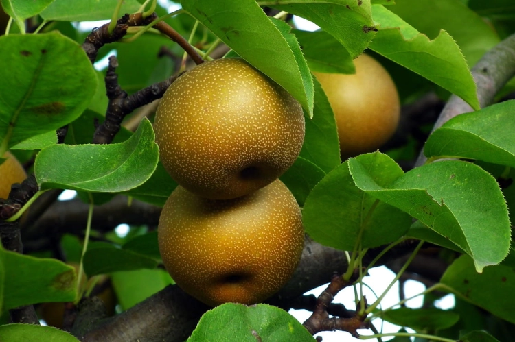 asian-pear-tree-3575141_1280.jpg