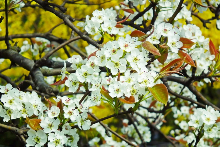 flowers-g756a0e6d7_1920.jpg