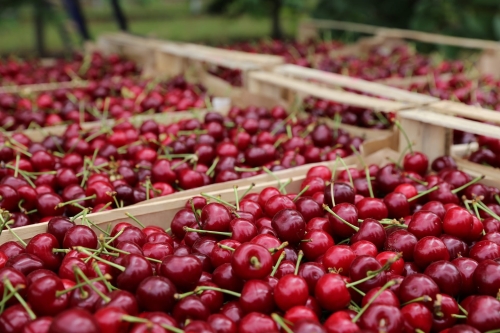 cherries-6467760_1920.jpg