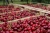cherries-6467760_1920.jpg