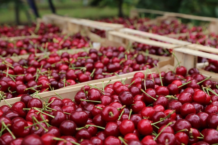 cherries-6467760_1920.jpg