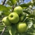 Owoce jabłoni odmiany Granny Smith na drzewie_.jpg