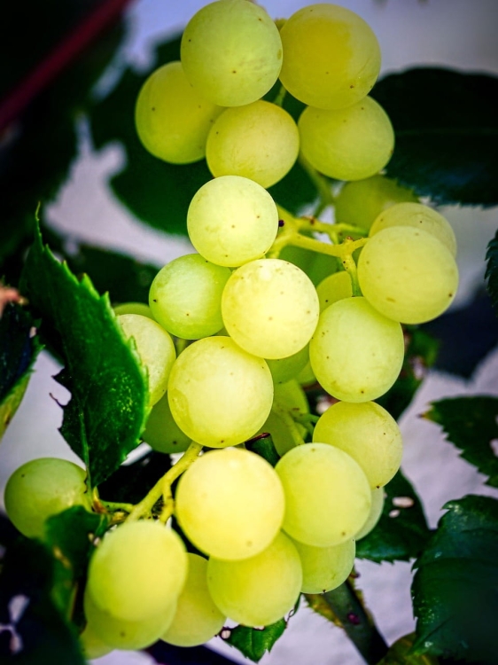 grape-g788f6b23f_1280.jpg