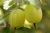 gooseberries-827046_1920.jpg