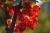 fruit-5413633_1920.jpg