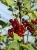 redcurrant-1505358_1920.jpg