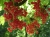 red-currant-4129_1920.jpg