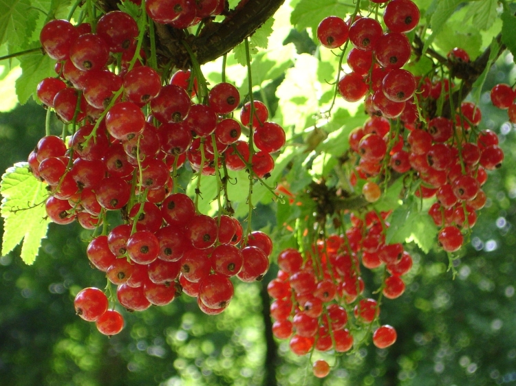 red-currant-4129_1920.jpg