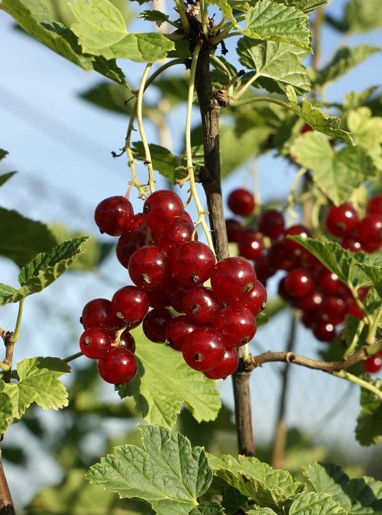 redcurrant-1505358_1920.jpg