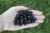 currant-957698_1920.jpg