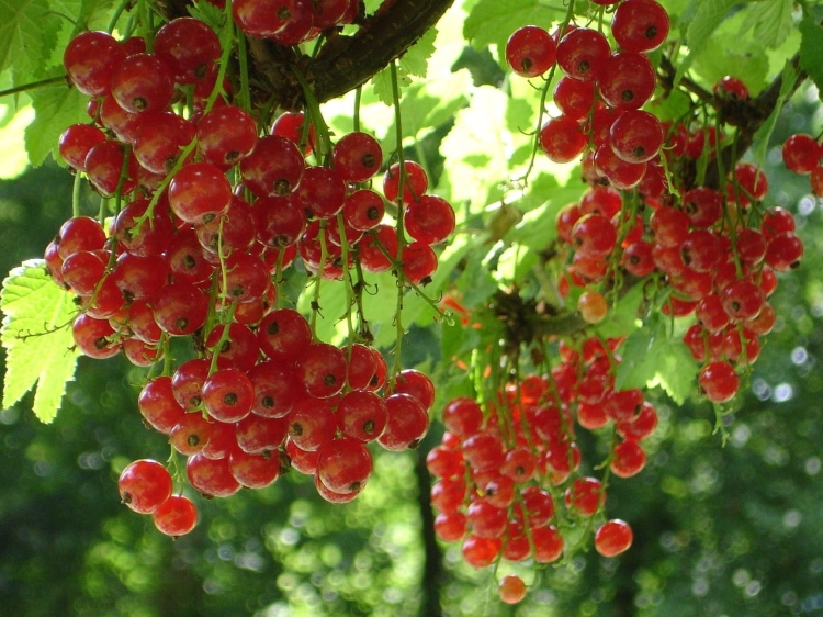 red-currant-4129_1280.jpg