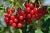 redcurrants-7337364_1920.jpg